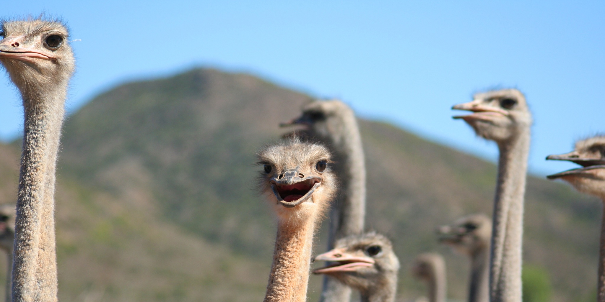 ostrich farm, oudtshoorn, south africa safari holidays