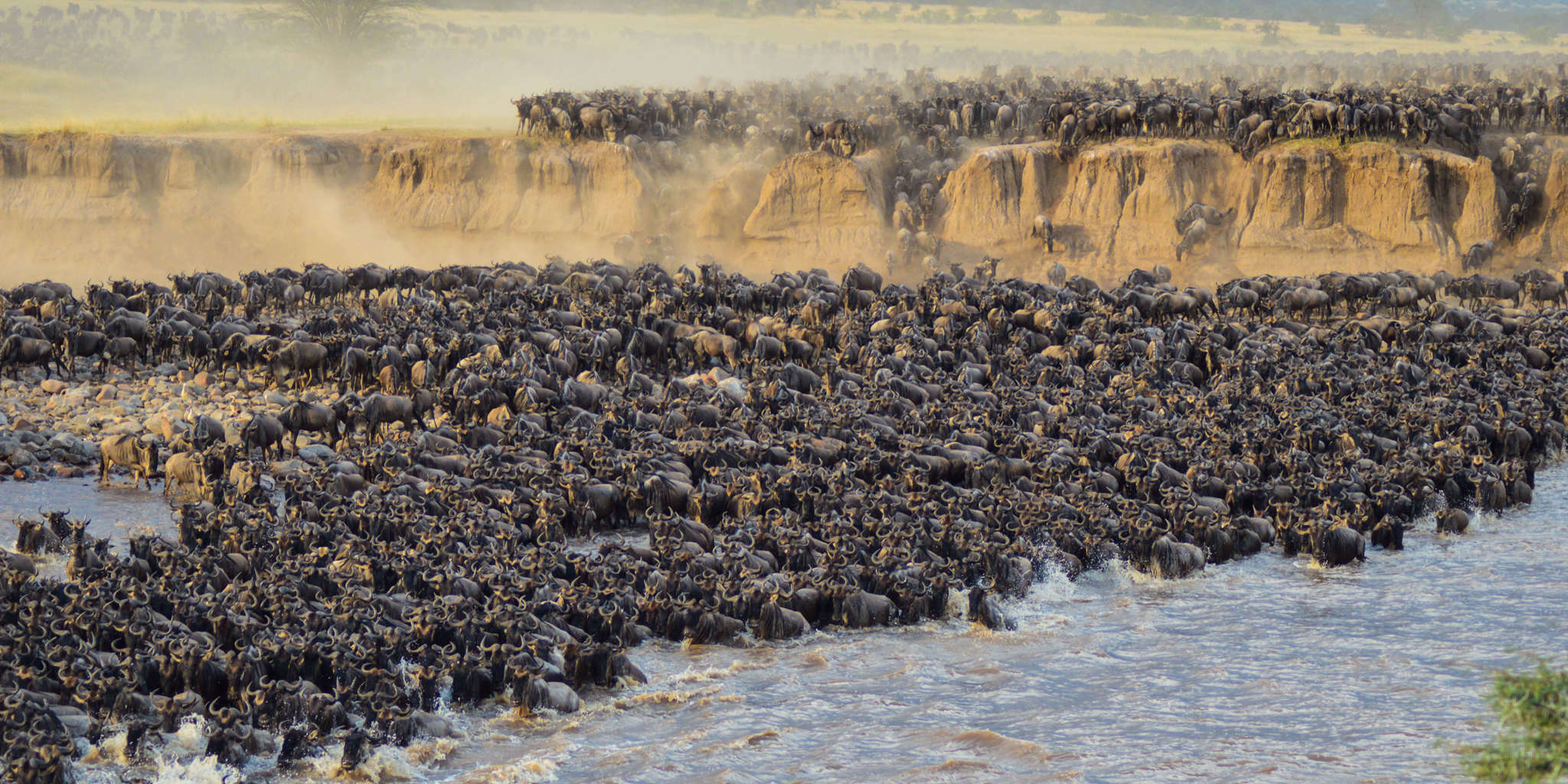 The Serengeti Great Migration - August 