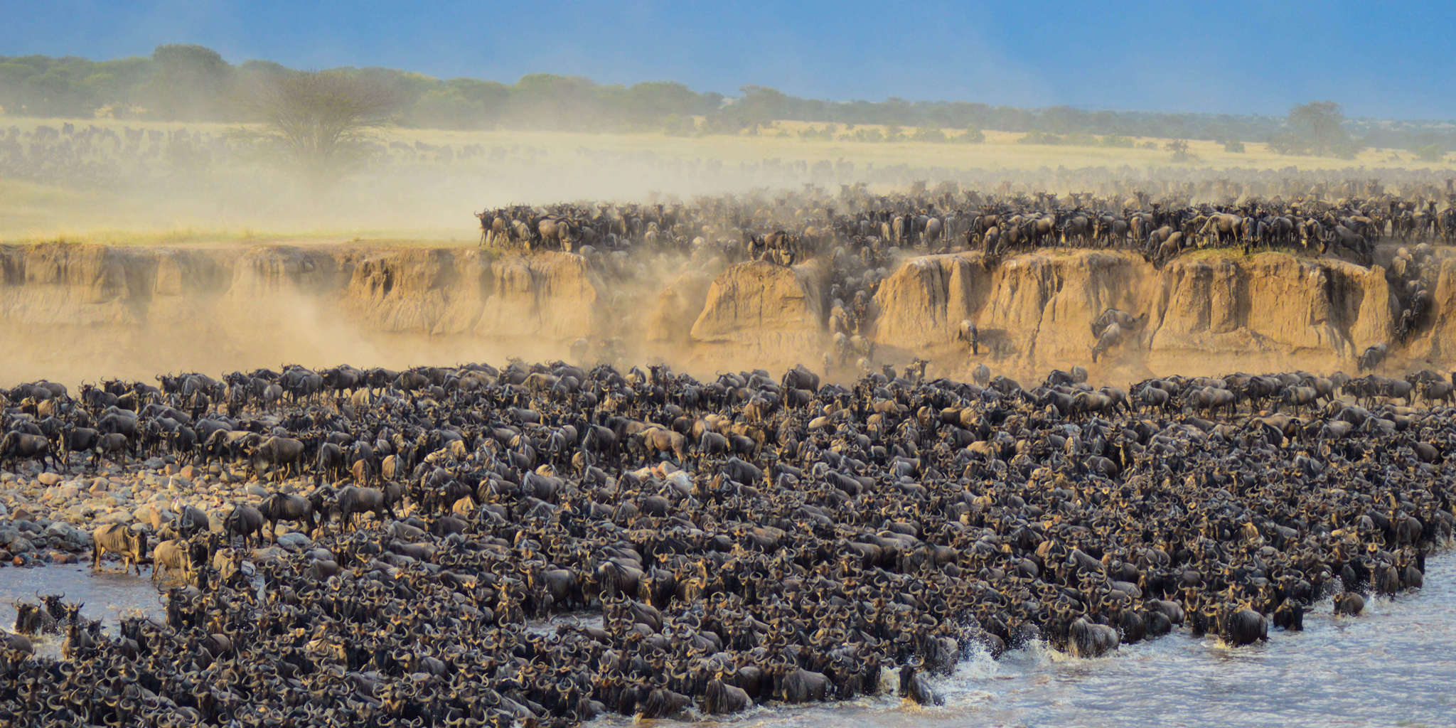 The Serengeti Great Migration - August