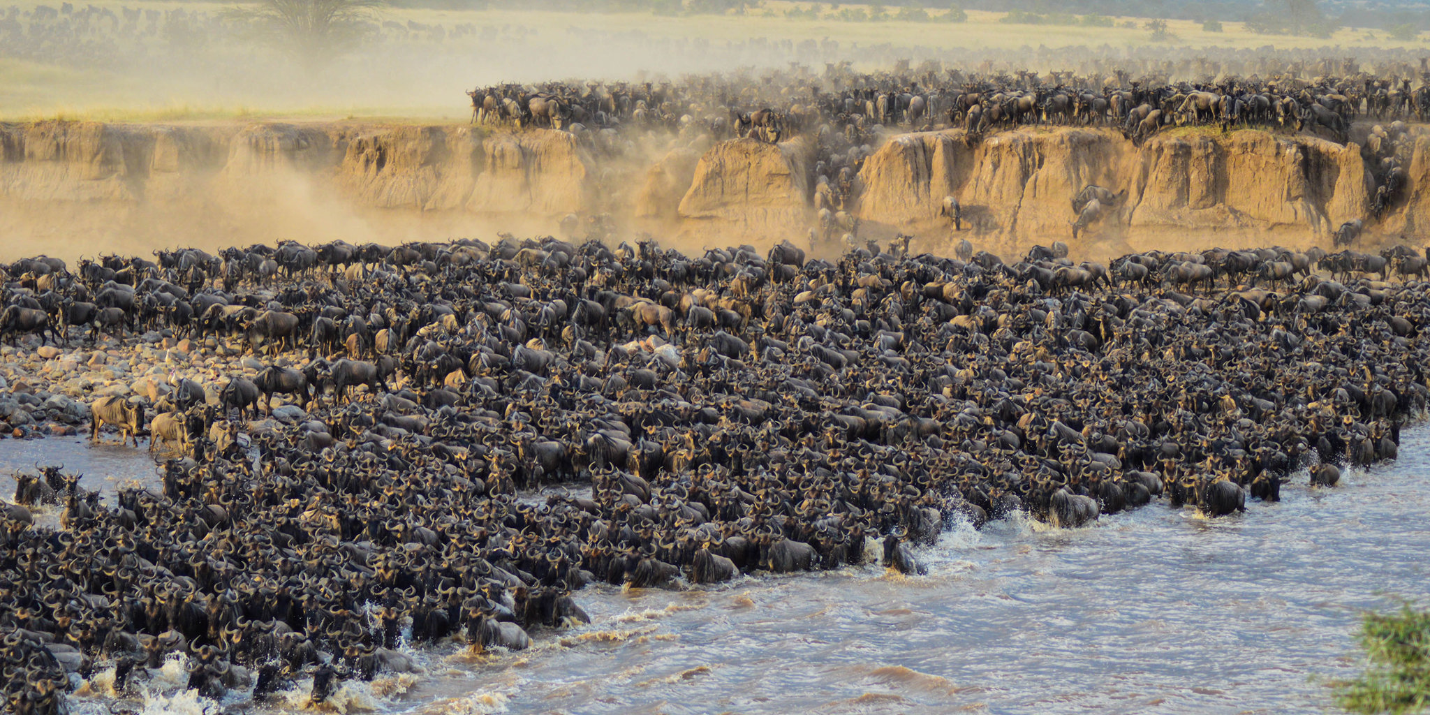The Serengeti & Great Migration | Yellow Zebra Safaris