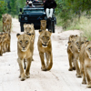 Sabi Sands Game Reserve Safaris South Africa Yellow Zebra Safaris