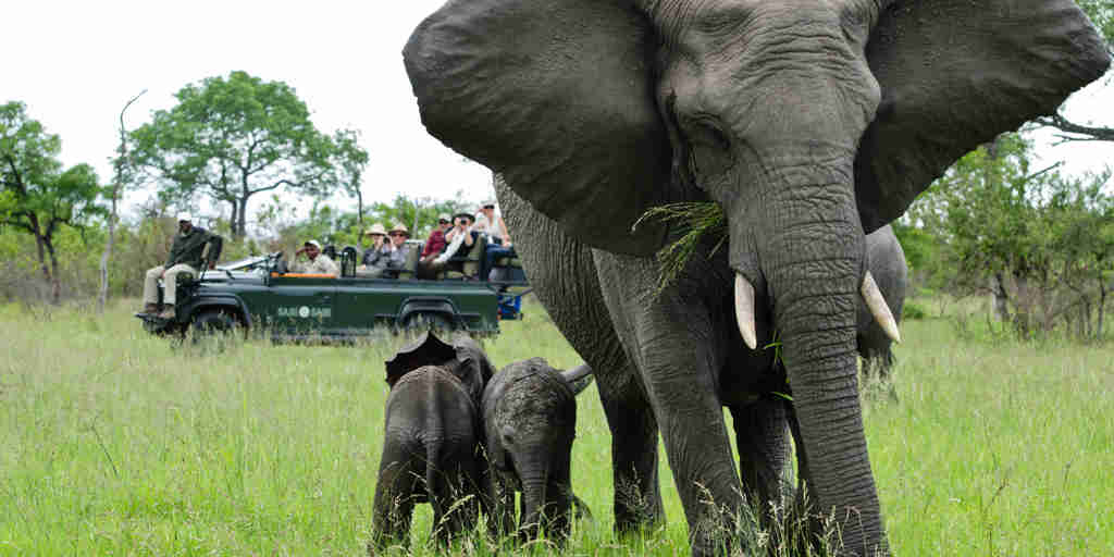 elephants, sabi sand reserves game drives, south africa