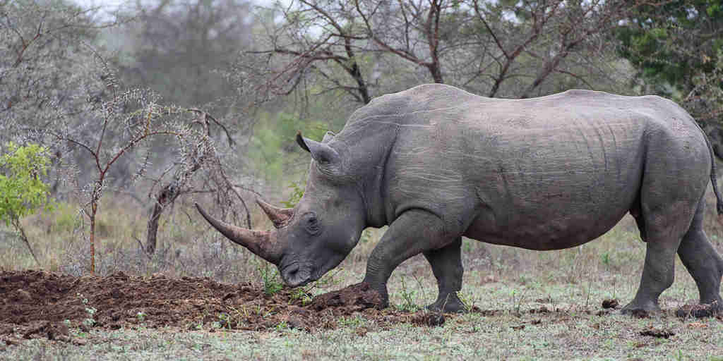 Rhino (25)