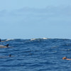 swimming with dolphins, areas and experiences in mauritius 