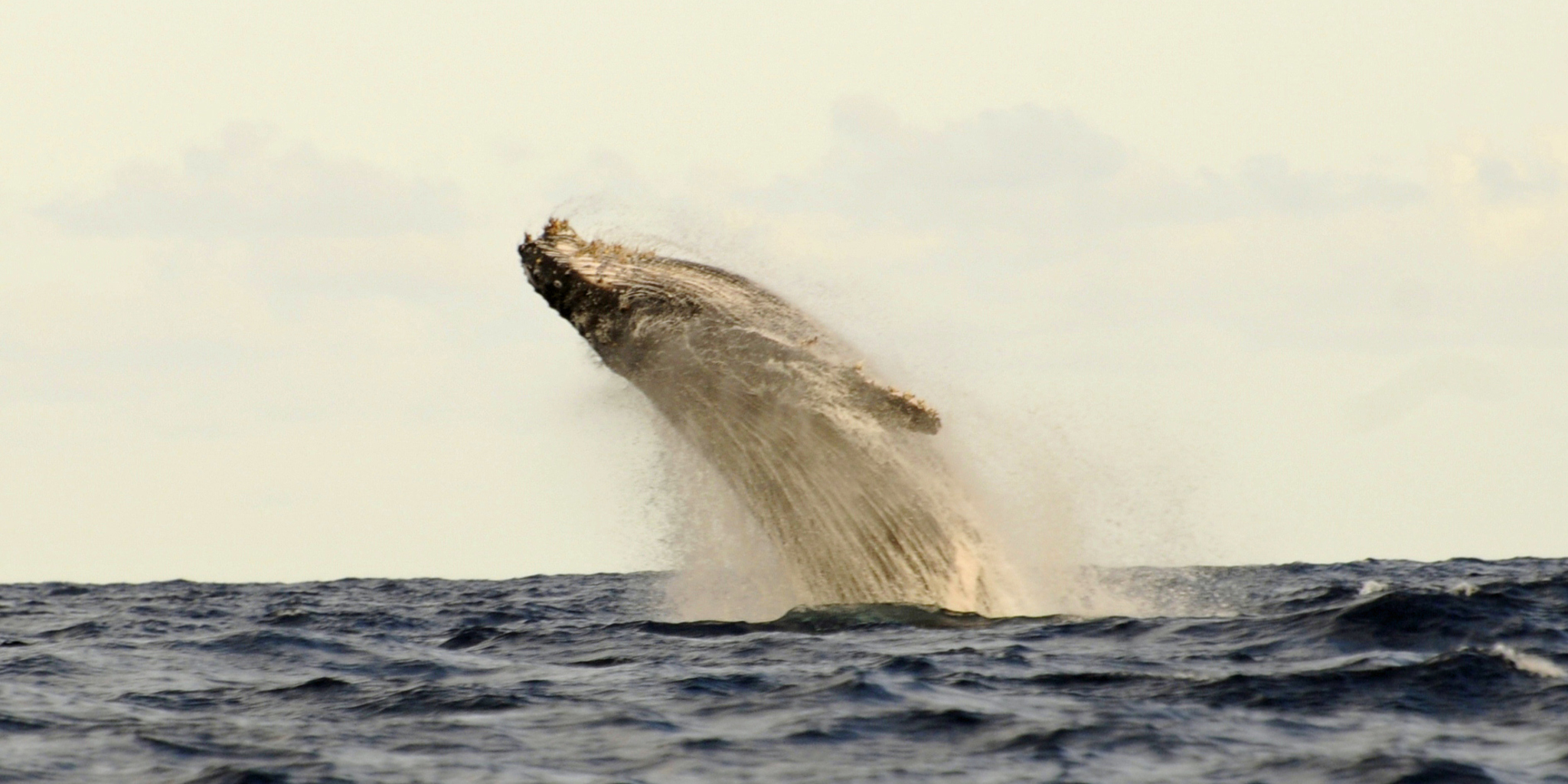 Whale-watching, Tanzania coast, Africa safaris