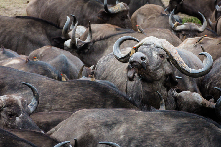 Buffalo (14)