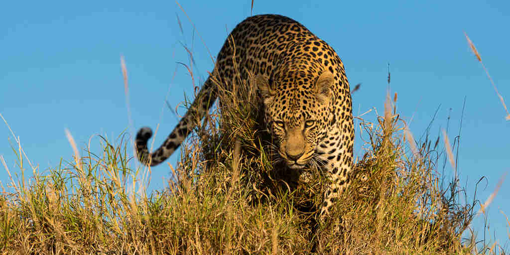 Leopard (1)