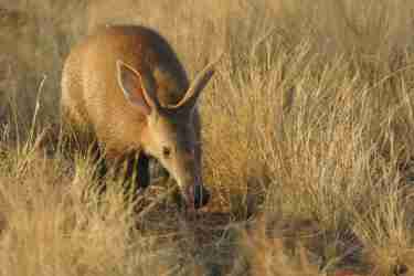 aardvark mysterious five south africa wildlife yellow zebra safaris