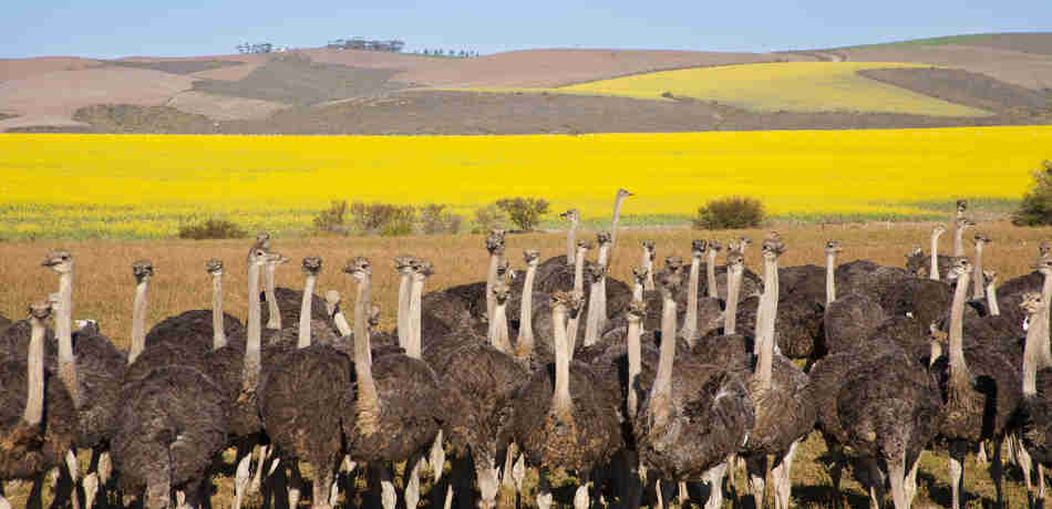 Group of ostriches along the Garden Route with yellow rapeseed fields in background, South Africa   shutterstock 147257189