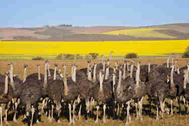 Group of ostriches along the Garden Route with yellow rapeseed fields in background, South Africa   shutterstock 147257189