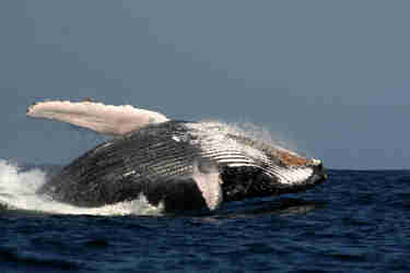 whale marine five south africa wildlife yellow zebra safaris shutterstock 1285319