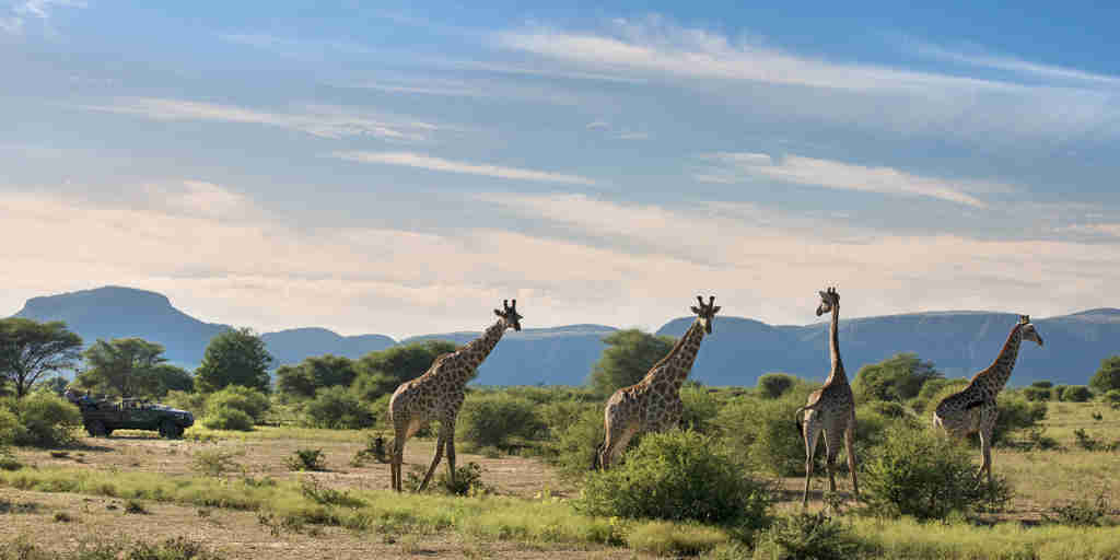 giraffe game drives, marakele national park, south africa 
