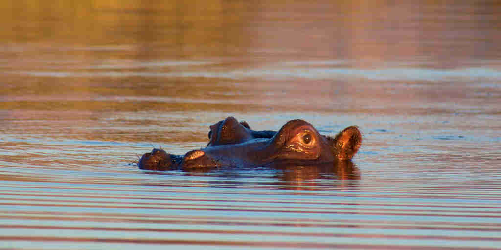 hippo, marakele national park, south africa safaris