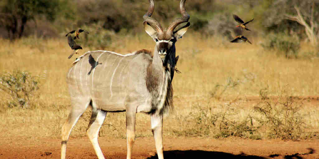 kudu, marakele national park, south africa safaris