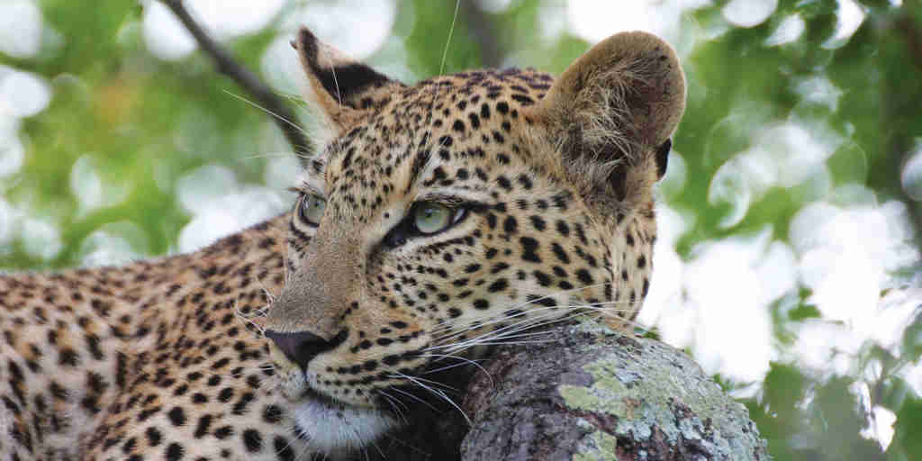 leopard, marakele national park, south africa safaris