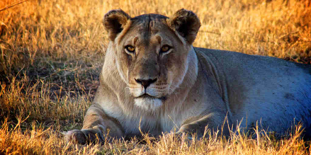 lion safaris, marakele national park, south africa 