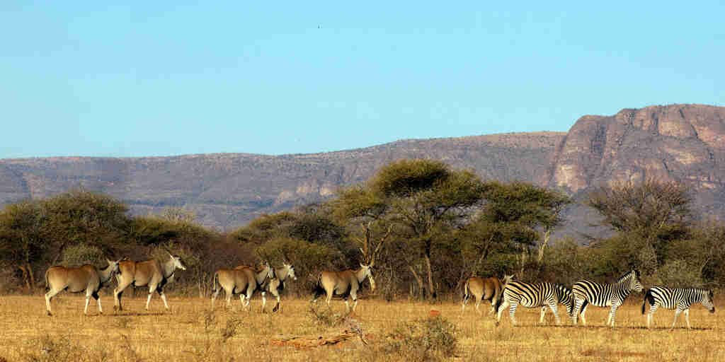 marakele national park wildlife, south africa safaris