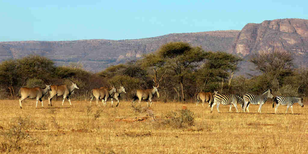 marakele national park wildlife, south africa safaris