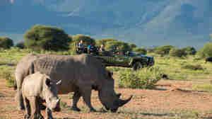 rhino safaris, marakele national park, south africa 