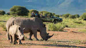 rhino safaris, marakele national park, south africa safaris
