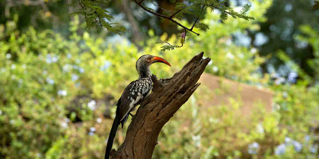 bird safaris, marakele national park, south africa 