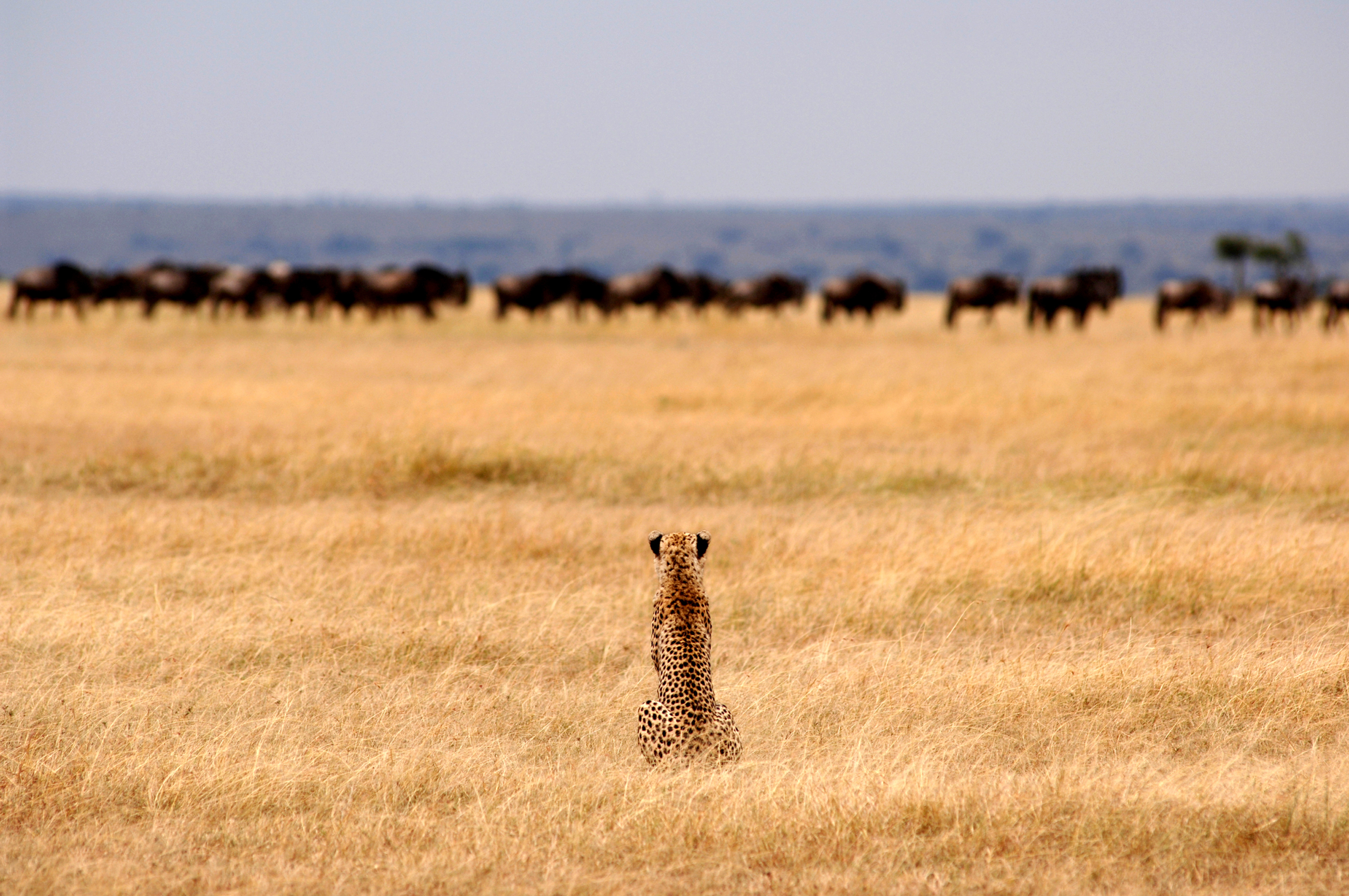 cheetah-on-plains.jpg