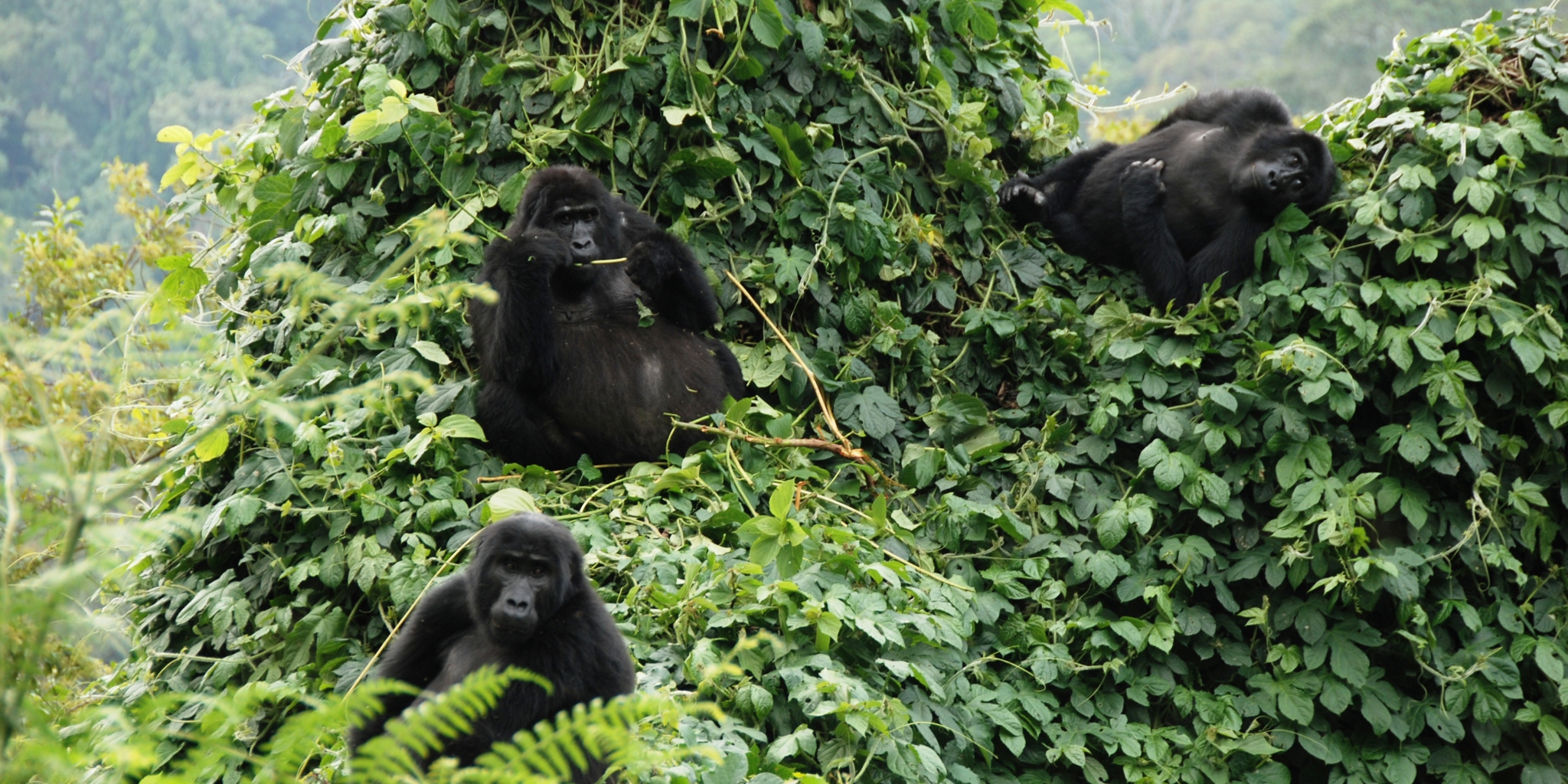 mountain gorillas uganda rwanda yellow zebra safaris