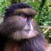 Golden monkey