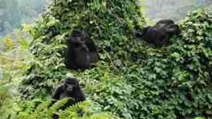 mountain gorillas