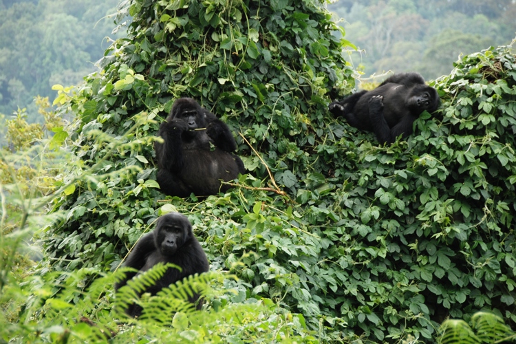 mountain gorillas