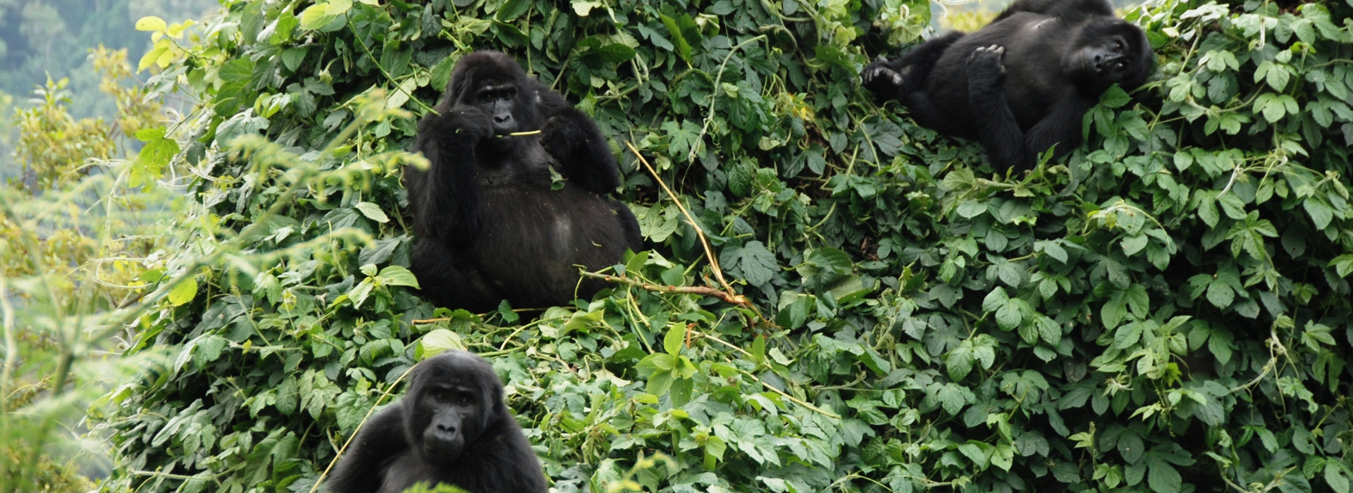 mountain gorillas