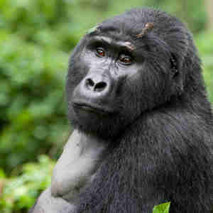 Uganda Gorilla 