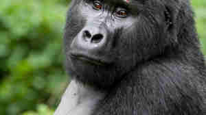 gorilla, bwindi impenetrable national park, uganda safaris