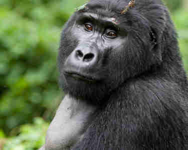 Uganda Gorilla 