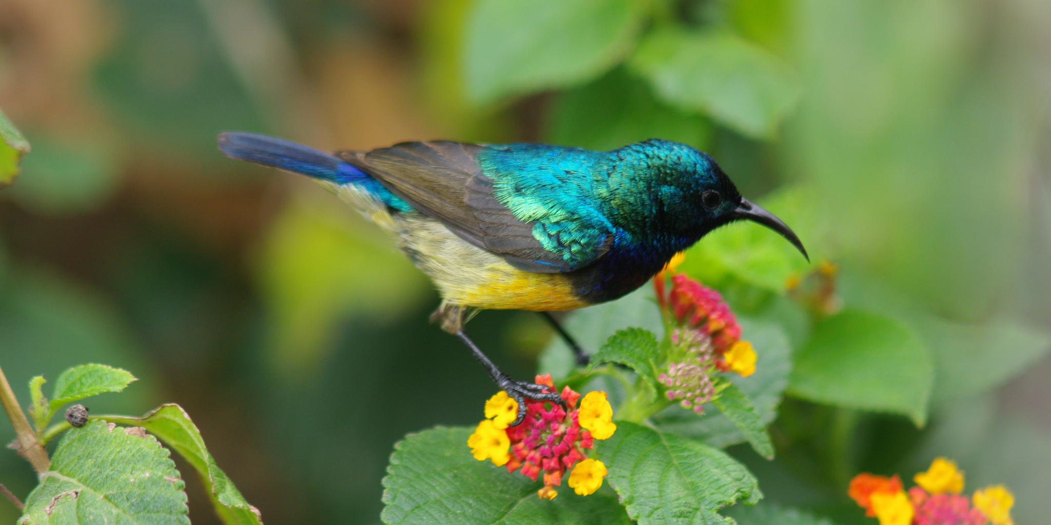variable,sunbird cinnyris,venusta (4)