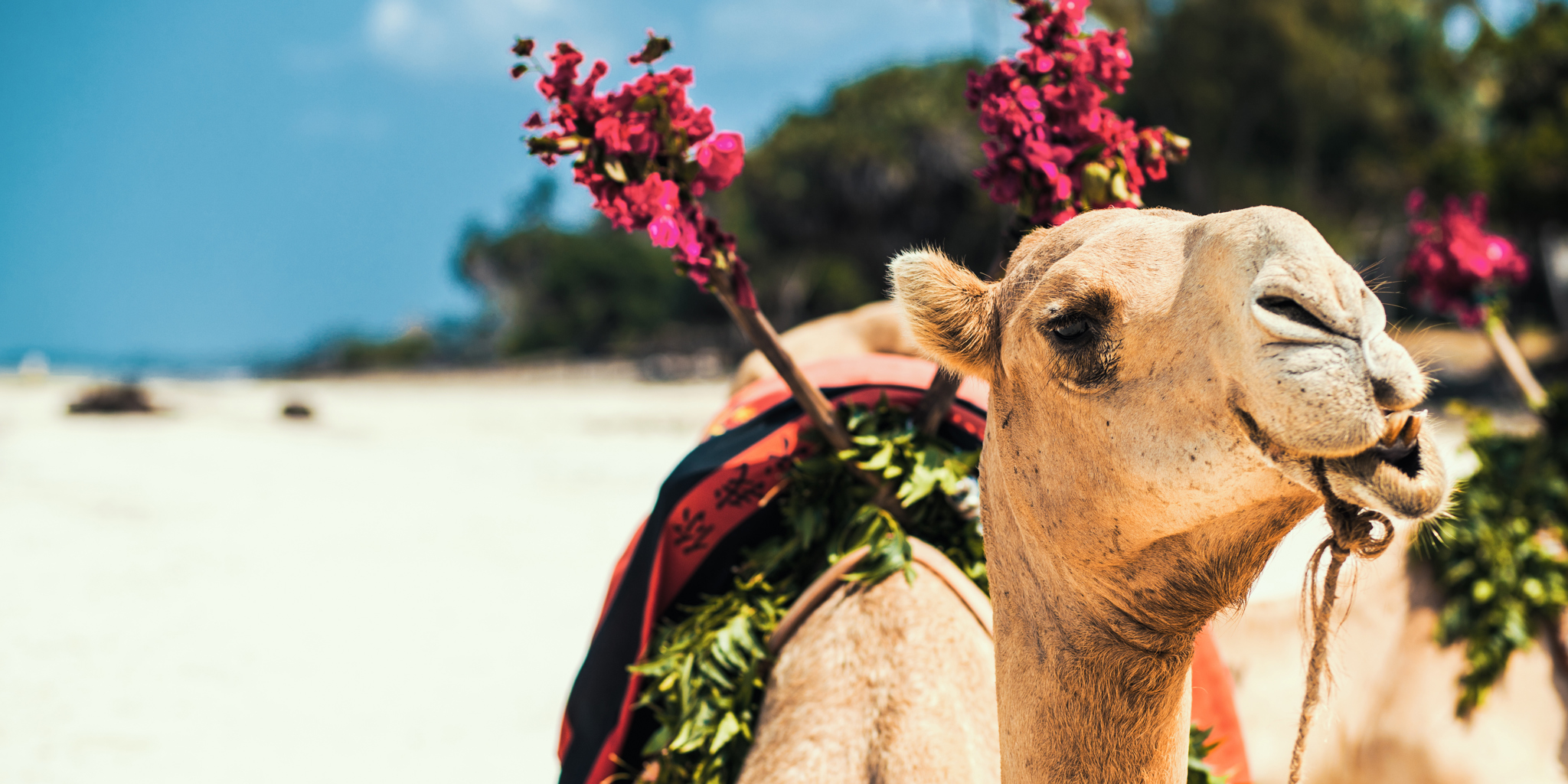 Camel rides 
