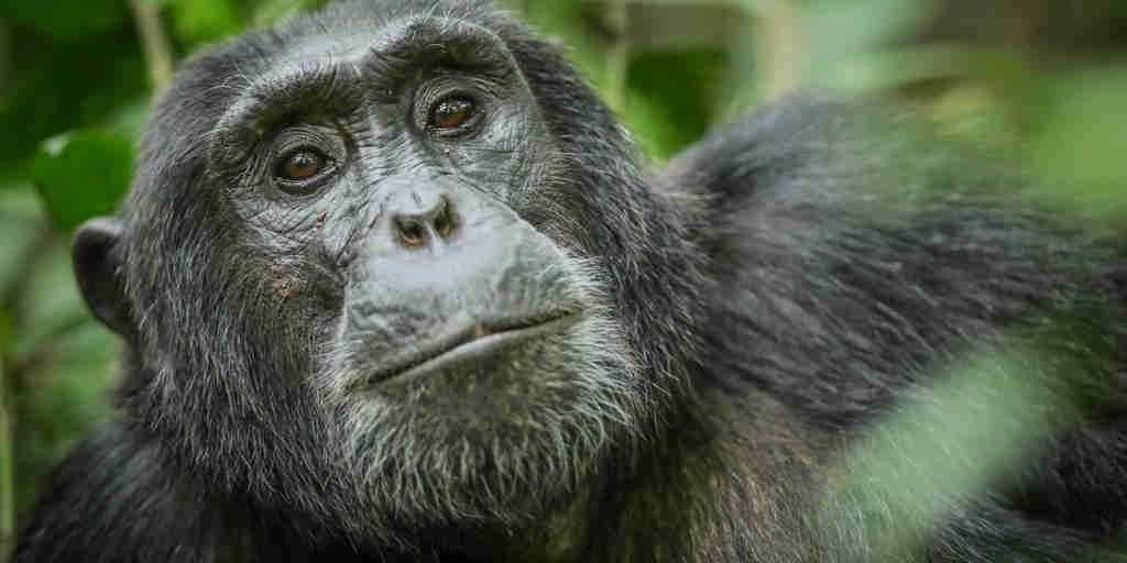 gorilla safaris, queen elizabeth national park, uganda