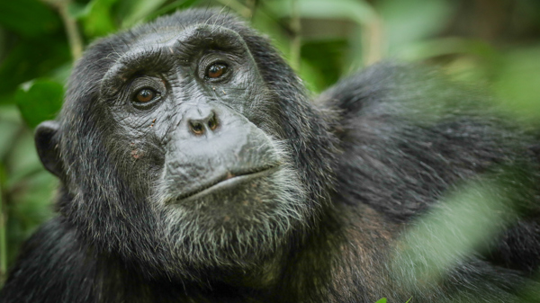 gorilla safaris, queen elizabeth national park, uganda