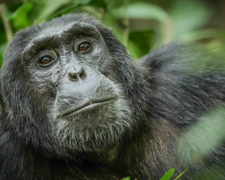 gorilla safaris, queen elizabeth national park, uganda
