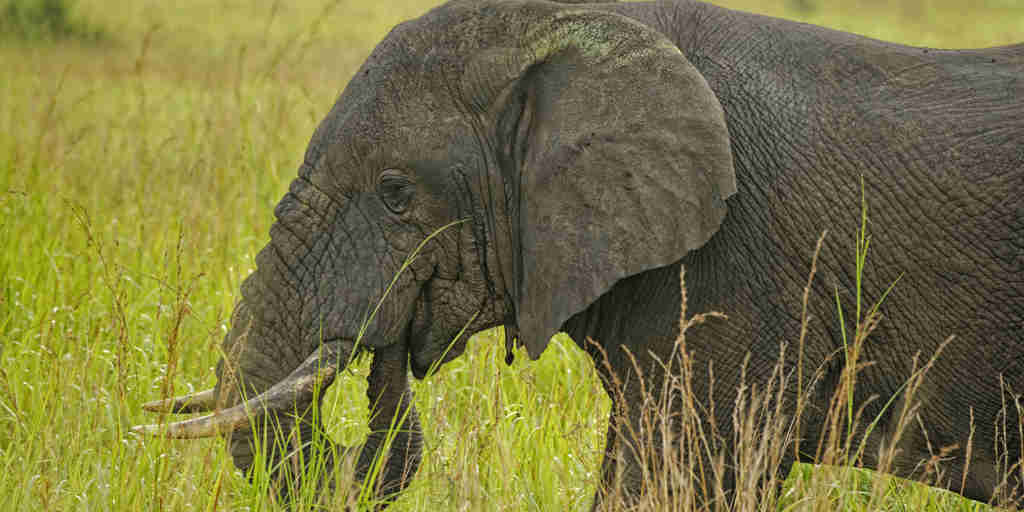 Elephant safaris, queen elizabeth national park, uganda