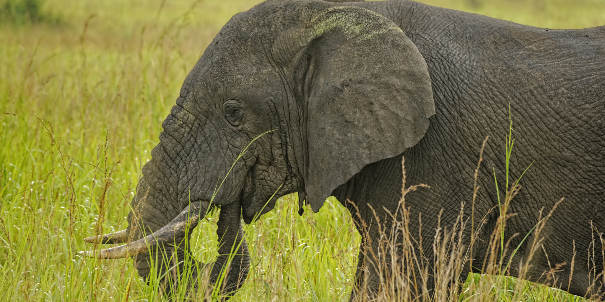 Elephant safaris, queen elizabeth national park, uganda