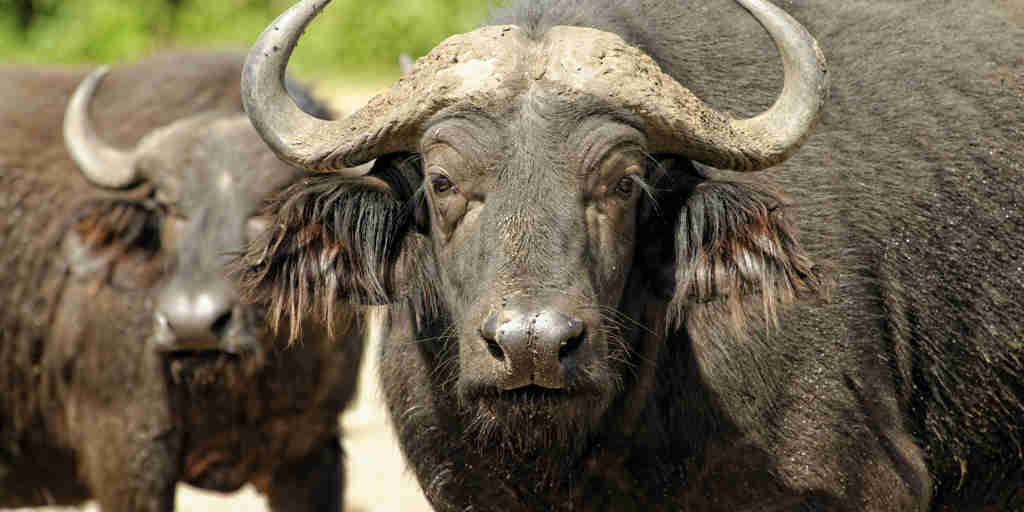 buffalo, queen elizabeth national park, uganda safaris