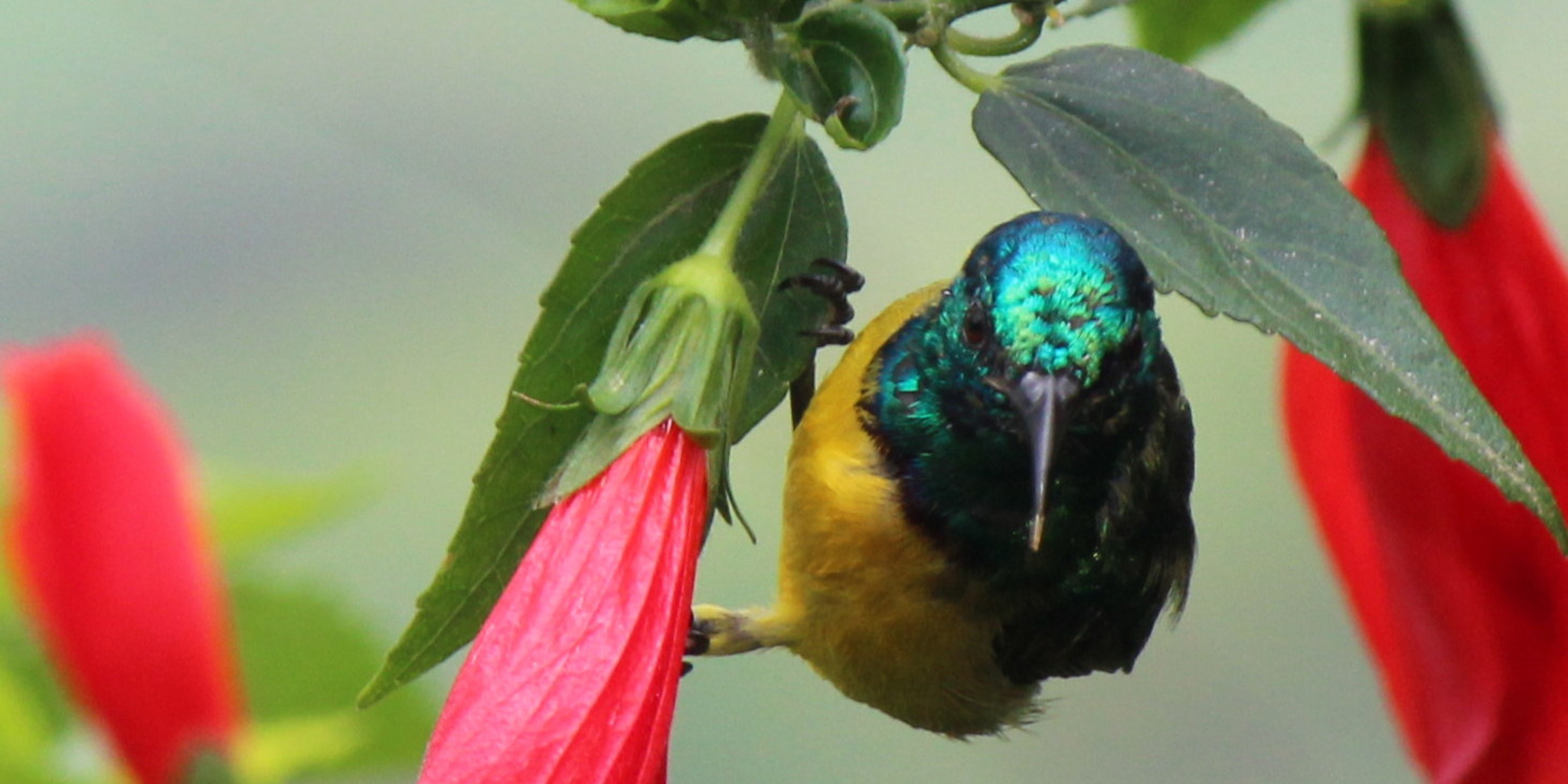 birds, kibale national park, uganda safaris