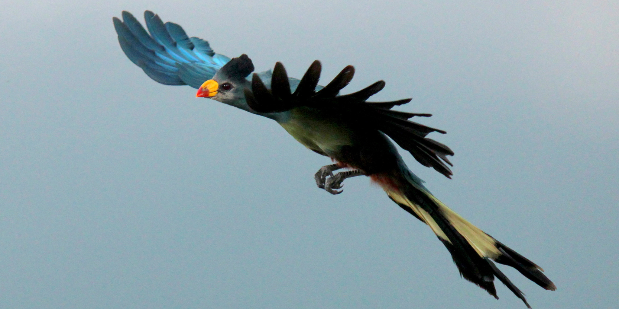 bird safaris, kibale national park, uganda safaris