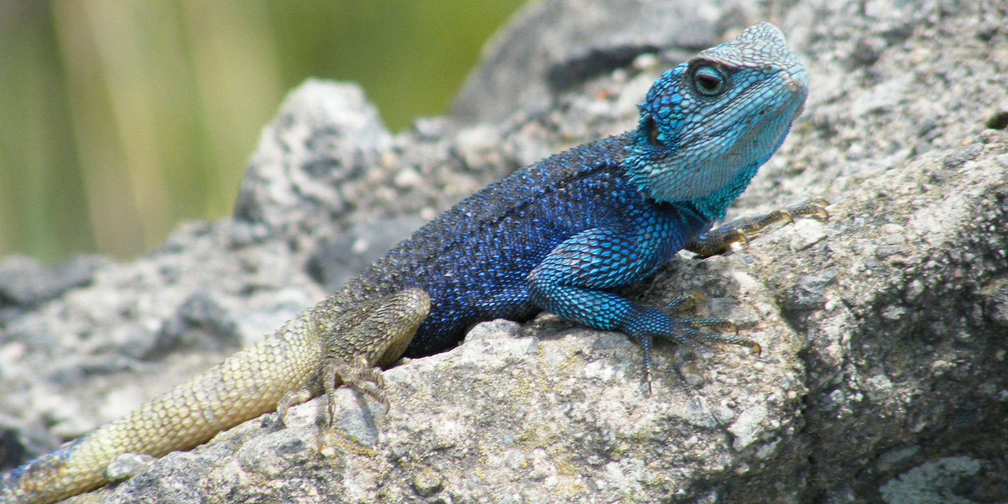 reptile, kibale national park, uganda safaris