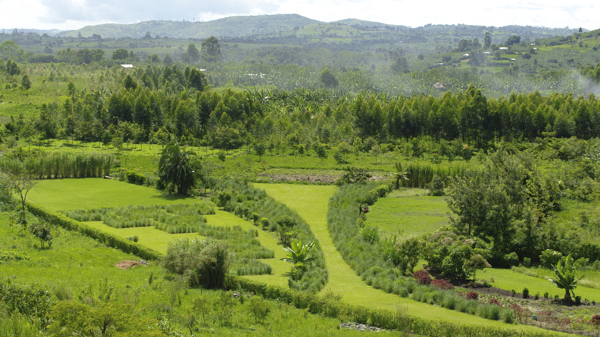 view of kibale national park, uganda safari holidays