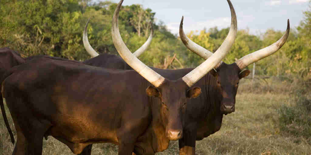 wildlife, lake mburo national park, uganda safaris