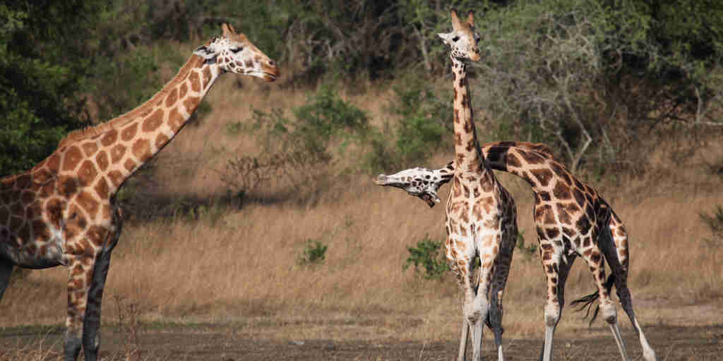 giraffes, lake mburo national park, uganda safaris