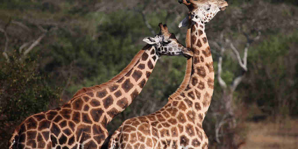 giraffe safaris, lake mburo national park, uganda safaris