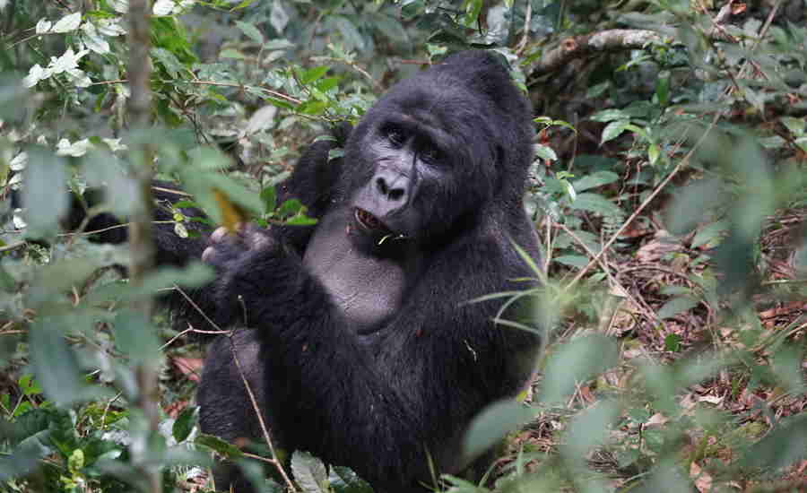 gorilla trekking holidays, uganda safaris